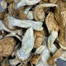 Magic Mushroom kaufen