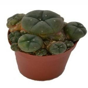 Peyote Kaktus kaufen