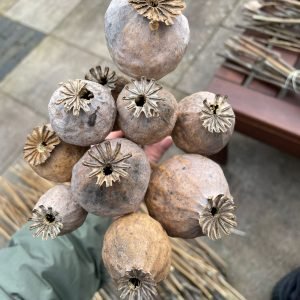 Papaver somniferum kaufen
